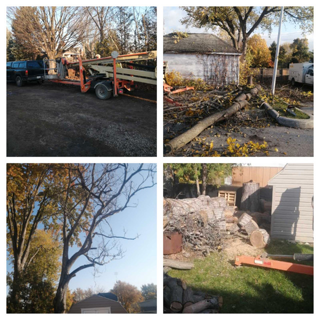 HIR tree service Chatham Kent devision  in Lawn, Tree Maintenance & Eavestrough in Chatham-Kent - Image 3