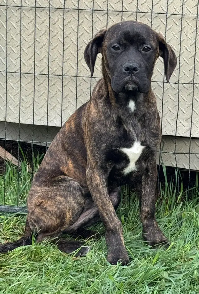 Boxer Cross Puppies **ONLY 1 LEFT** in Dogs & Puppies for Rehoming in Edmonton - Image 6