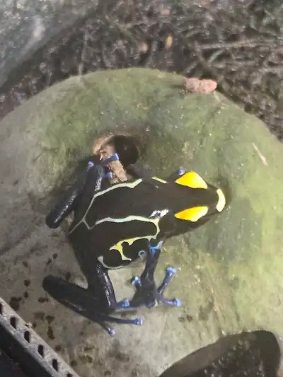 Dendrobates tinctorius (Colbalt) Dart Frogs. Juveniles, well established, eating non-flying fruit fl...