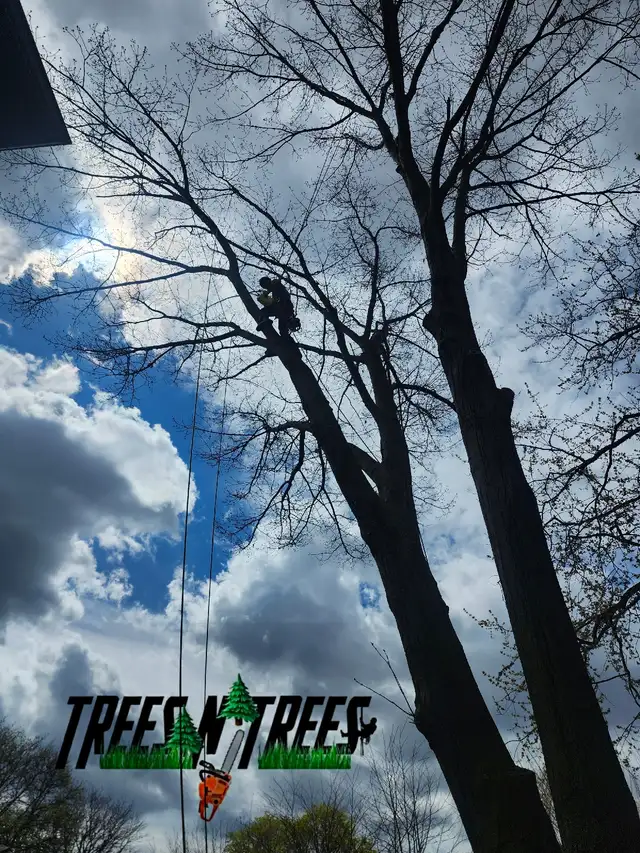 TREES N TREES CONTACT US NOW OPEN 24HRS / 647-700-4447 in Lawn, Tree Maintenance & Eavestrough in City of Toronto - Image 3