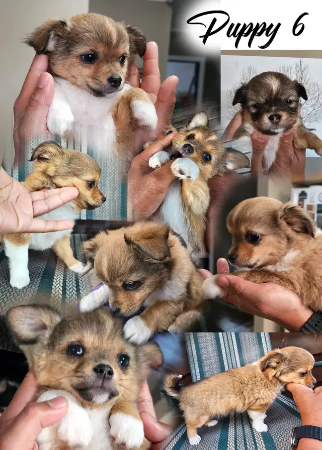 Adorable Long-Coat Chihuahua - (Last Pup has been Reserved) in Dogs & Puppies for Rehoming in Winnipeg - Image 8