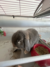 Rabbit for rehoming 