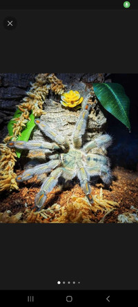 Adult female tarantulas for sale!!