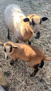 Mama and lamb pairs 