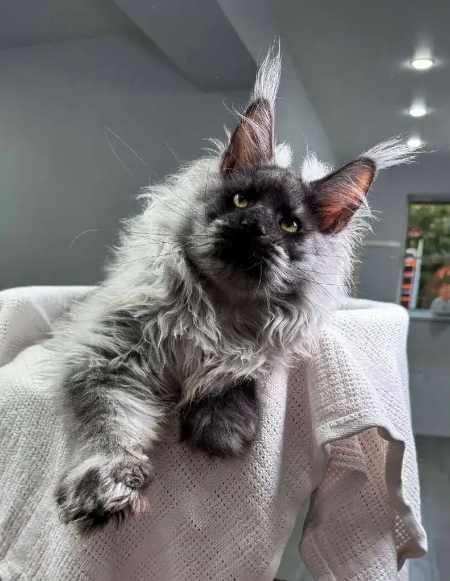 NIGHTHAWK- SHOWSTOPPER BLACK SMOKE MAINE COON male PET, FIXED