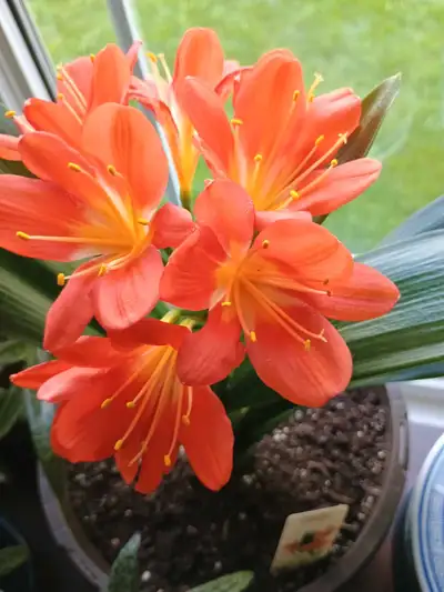 Clivia miniata house plant, View more