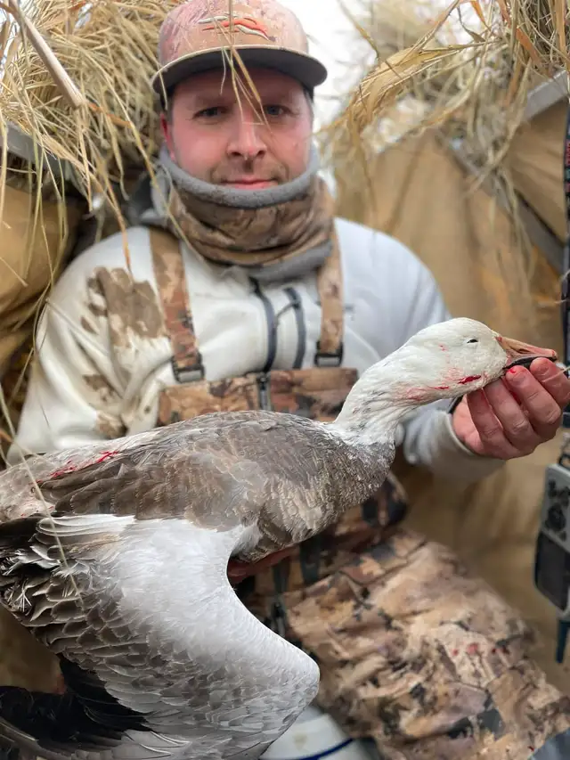 Guided hunting of migratory birds63280445030019122