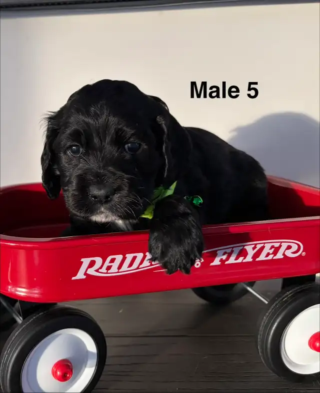 Cocker Spaniel in Dogs & Puppies for Rehoming in Ottawa - Image 5