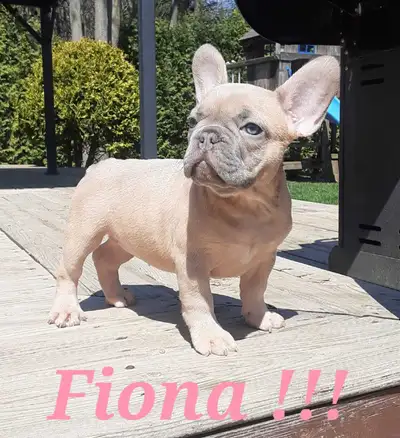 1 Femelles French bulldog / Bouledogue français !!!, View more