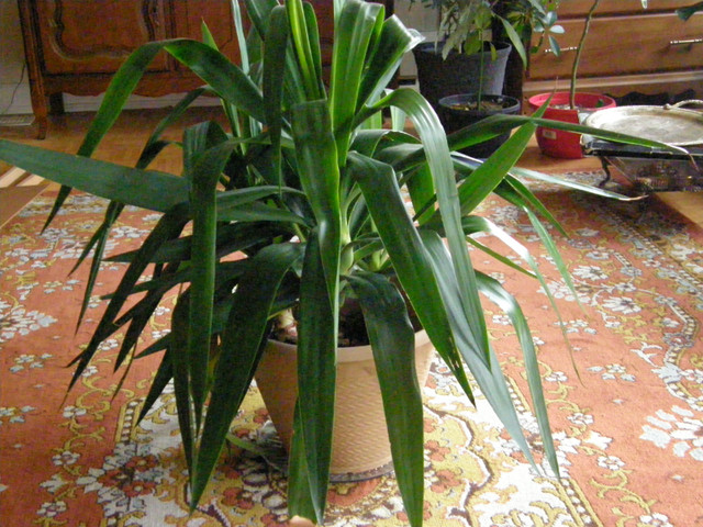 House plants in Other in Markham / York Region