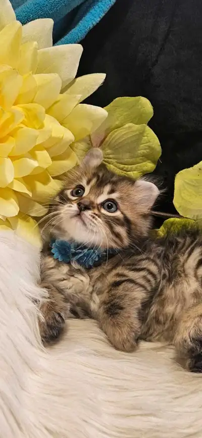 bébés highland lynx top qualité, View more