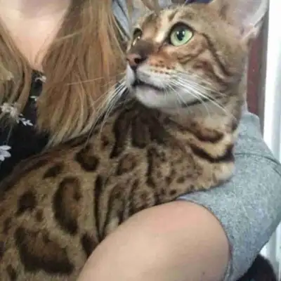 Juno is 4 yr old bengal she was retired early from our breeding program as the breeder we purchased...