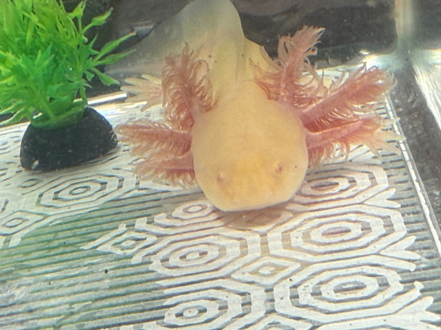 REAL Reputable Axolotl Breeder dans Reptiles et amphibiens à adopter  à Chibougamau / Nord-du-Québec - Image 3