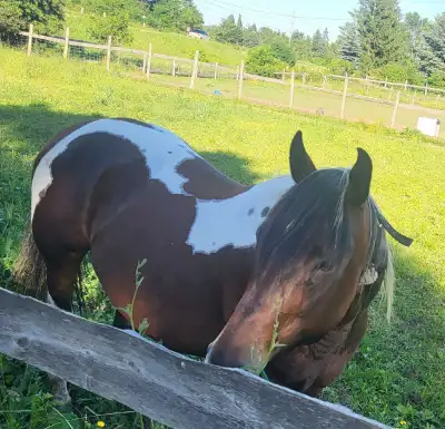 Paint mare for sale, View more
