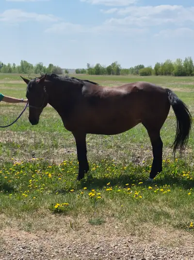 DF Royal Pepto Horse for sale, Voir plus
