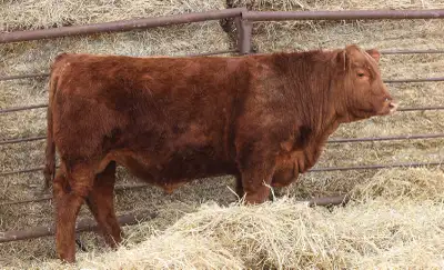 yearling Red Angus bulls , View more