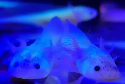 1. Albino 2. Leucistic 3. Leucistic GFP 4. Albino GFP 5. Golden GFP 6. Melanoid 7. Wild Local Canadi...
