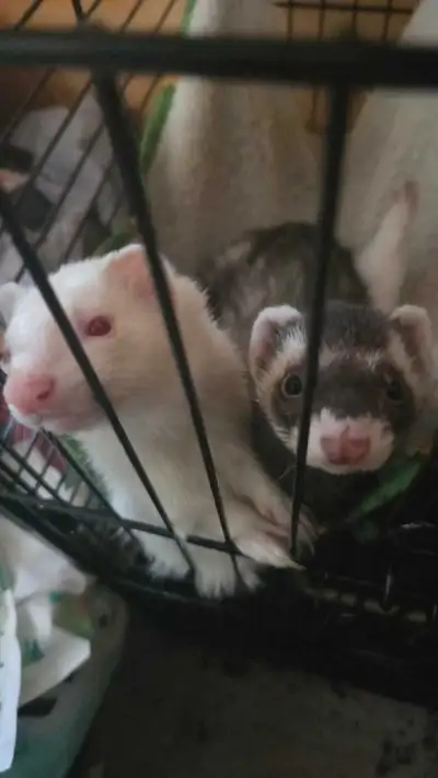 furet 5 mois, View more