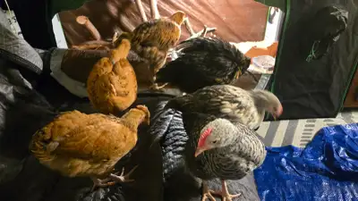 Free Roosters, 6 of them, View more