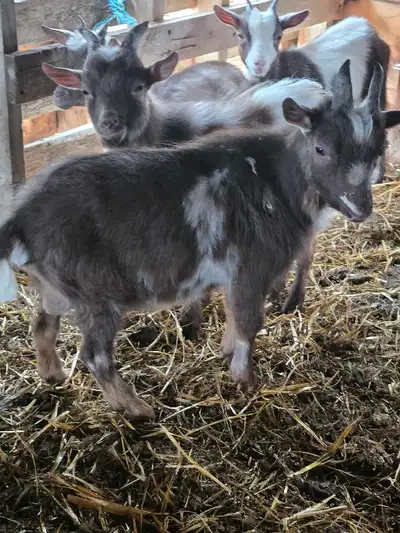 11 Month old breeding Goat Located in viking area Very friendly Good with other goats Asking $150. P...