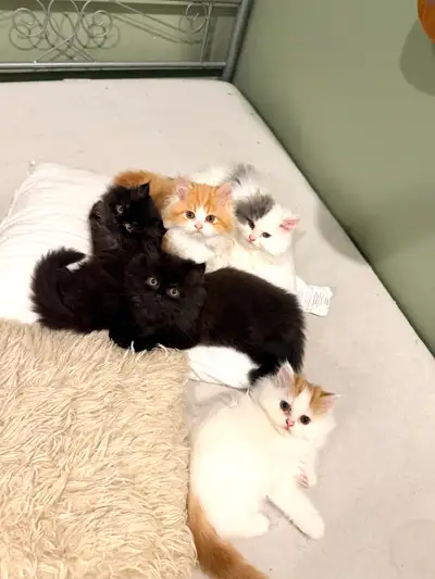 kittens for sale , View more