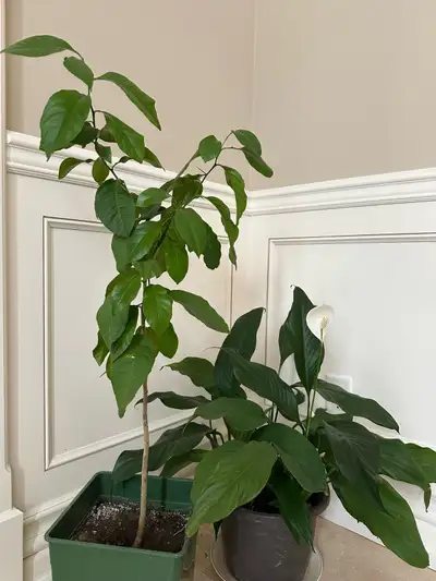 lemon tree peace lily plant bundle, View more