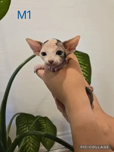 SPHYNX a vendre , View more