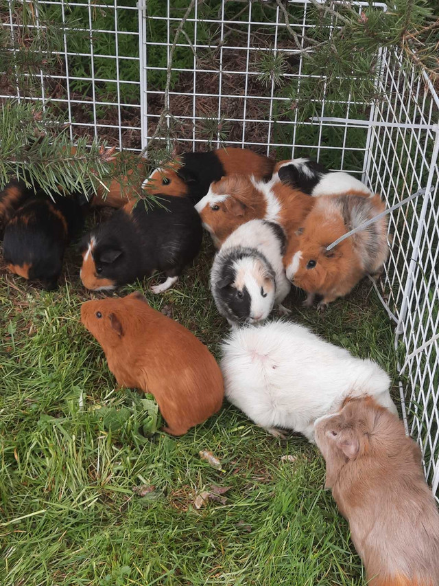 FREE guinea pigs. All males.  in Small Animals for Rehoming in St. Catharines