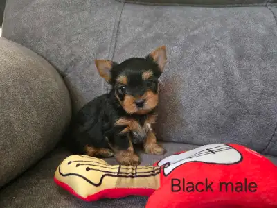 Yorkie puppies, View more