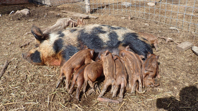 Mangalitsa X piglets in Livestock in Williams Lake