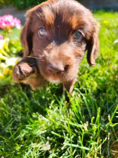 Aussie Goldendoodle Puppies – Ready Mid-June Raised with Love in Vernon, BC | Nani’s Aussie GoldenDo...