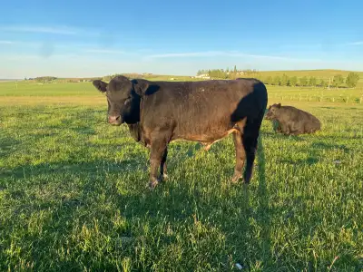 Angus x Hereford Yearling Bull PENDING, View more