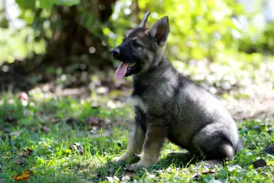 chiot Berger allemand ,  german shepherd puppy, View more