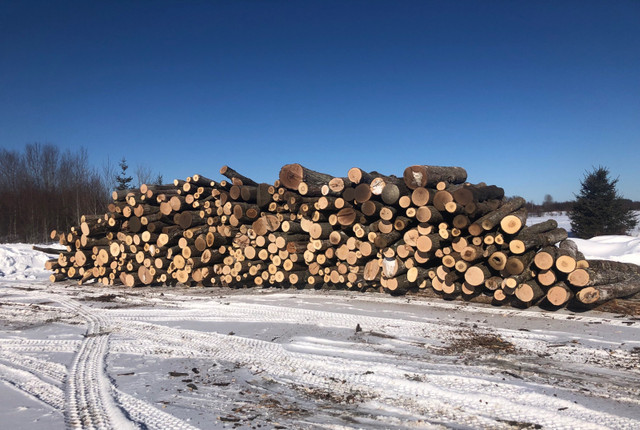  Hardwood Maple/oak Firewood  in Other in Sudbury - Image 4