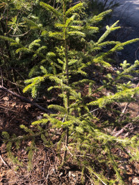 White pine, red spruce and eastern hemlock 