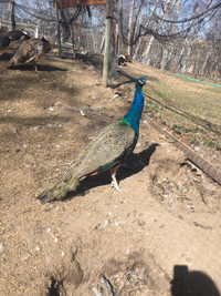 Two year old Peacock