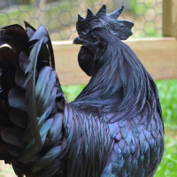 Ayam Cemani hatching eggs available