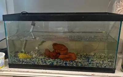 15 gallon tank heater substrate and decor as seen, View more