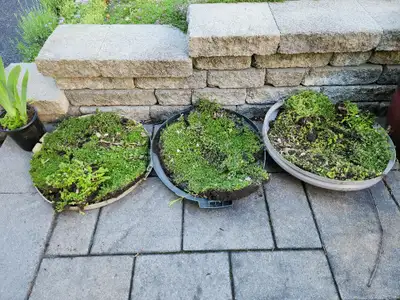 Free ground cover (thyme, stonecrop, etc) and Iris., View more