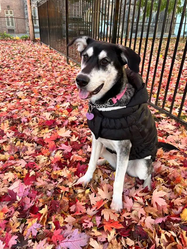 Husky-Lab Mix in Dogs & Puppies for Rehoming in City of Toronto - Image 5