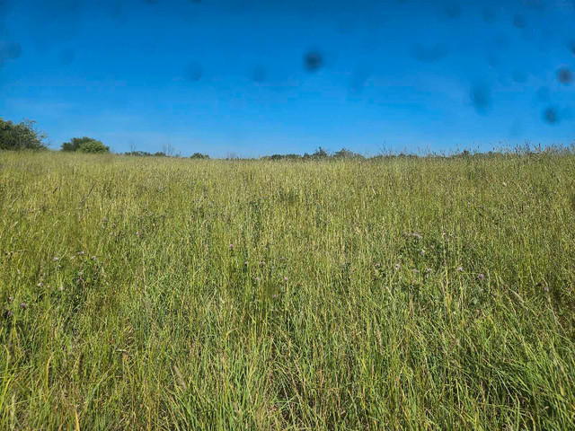 standing hay for sale in Other in Kawartha Lakes - Image 3