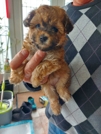 Toy Poodle puppies for sale