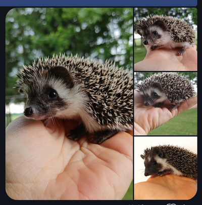 U choose: 4 dark masked chocolate baby boy hedgehogs, View more