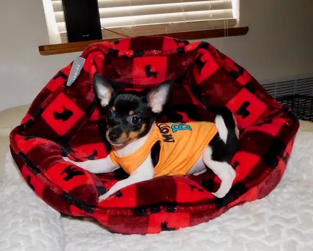 Chiotschihuahua male de 2 mois1/2 in Dogs & Puppies for Rehoming in City of Montréal - Image 9