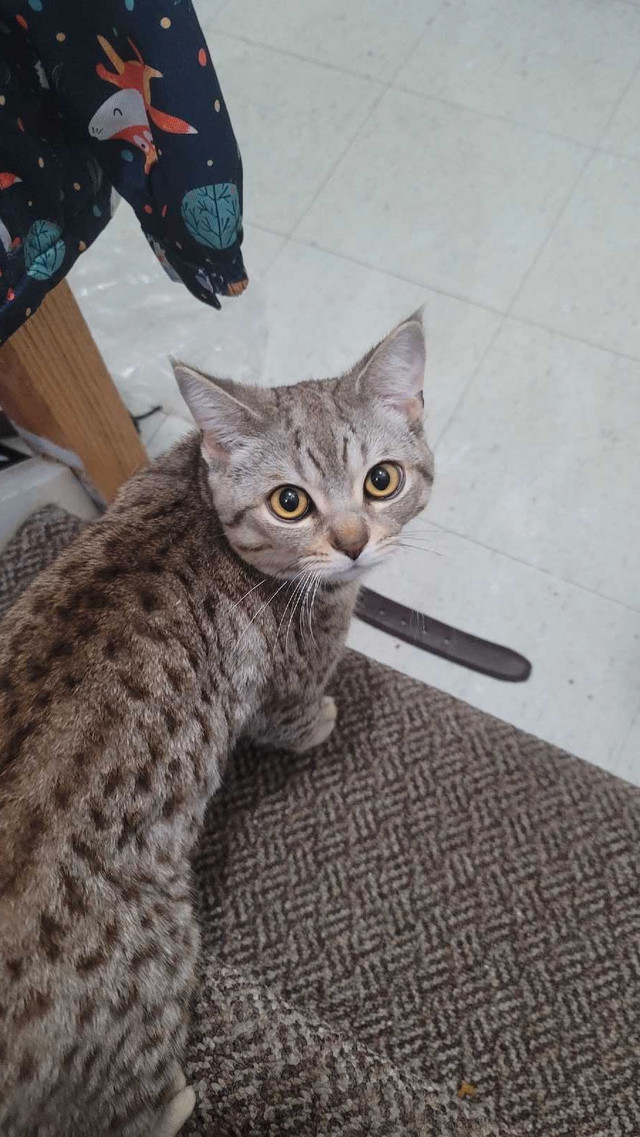Egyptian mau cat  in Cats & Kittens for Rehoming in Oshawa / Durham Region - Image 2