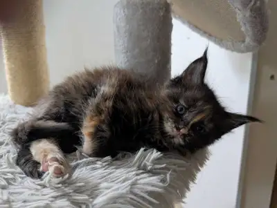Registered  TICA Maine Coon Kittens, View more