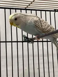 Young Adorable Budgie for Sale