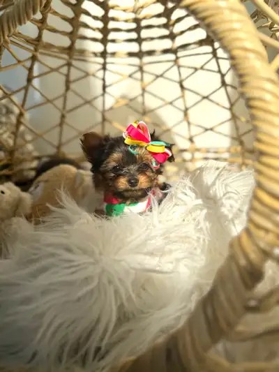 Tiny Yorkie Puppies, View more