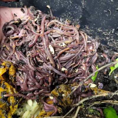 I'm offering a healthy batch of composting worms, perfect for enriching your garden soil or starting...