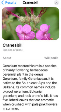 Beautiful Cranesbill Plants 25 plants for $15. 